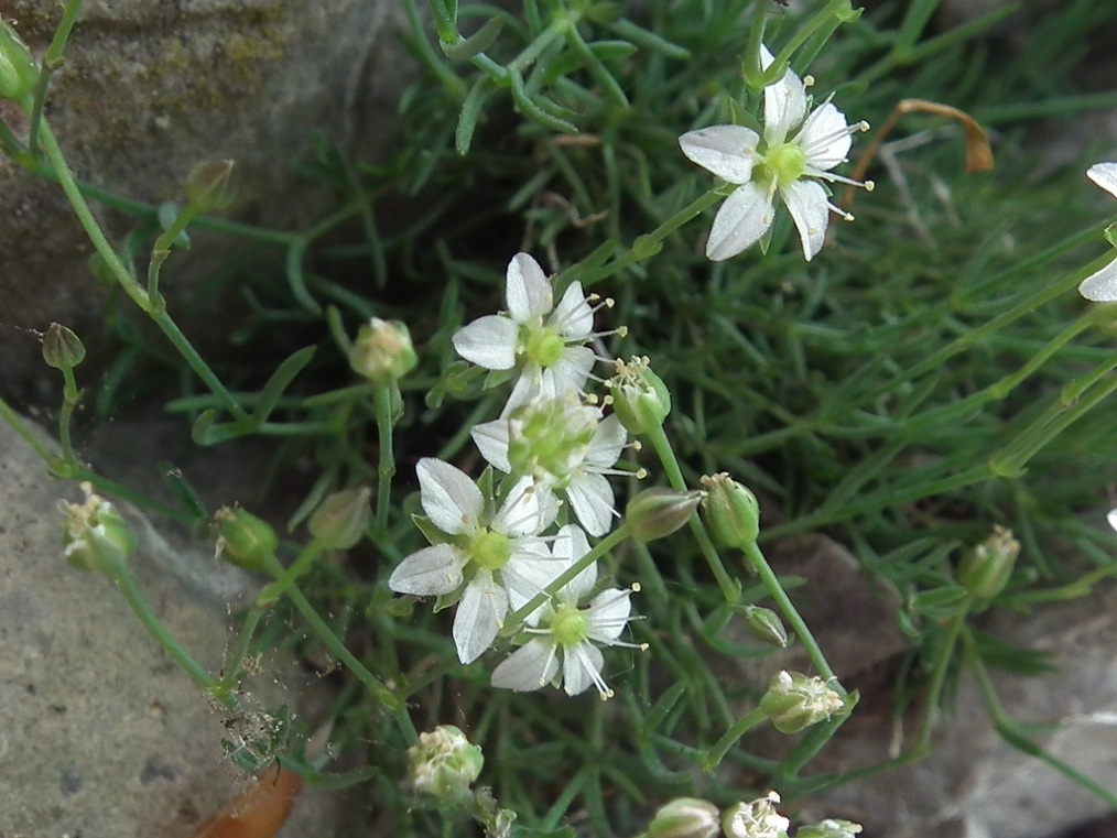 Moehringia glaucovirens / Moehringia verde-glauca